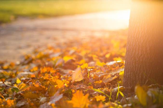 Leaves.Victor.Hanacek